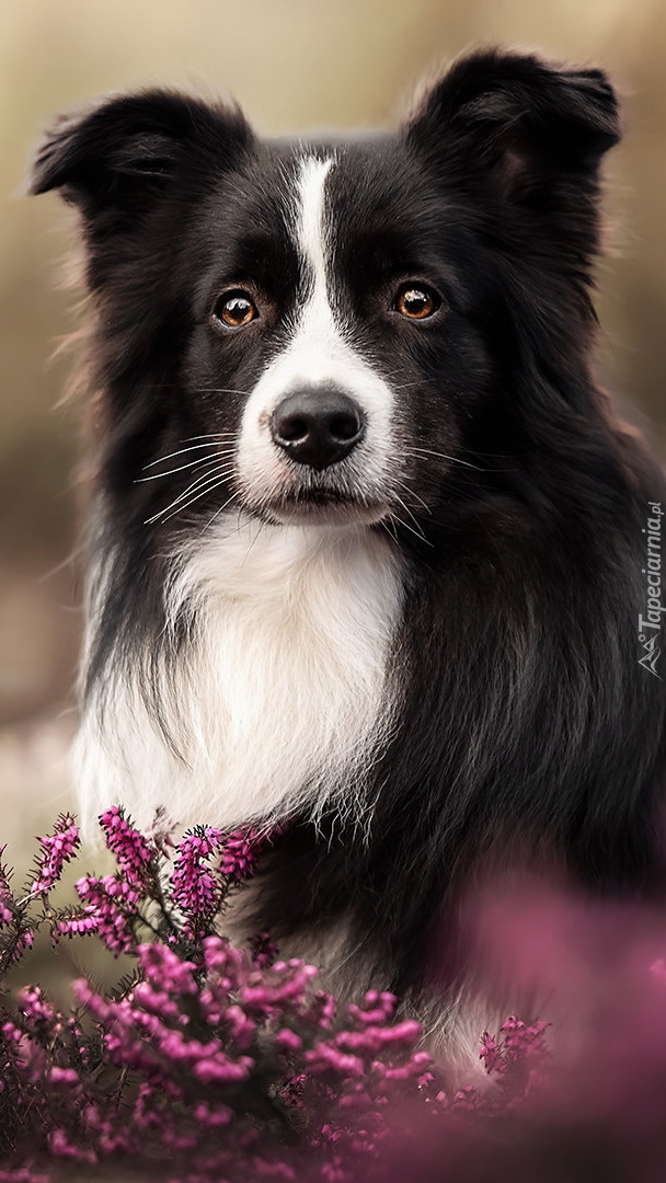 Border collie we wrzosach