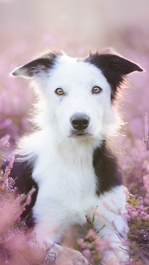 Border collie we wrzosach