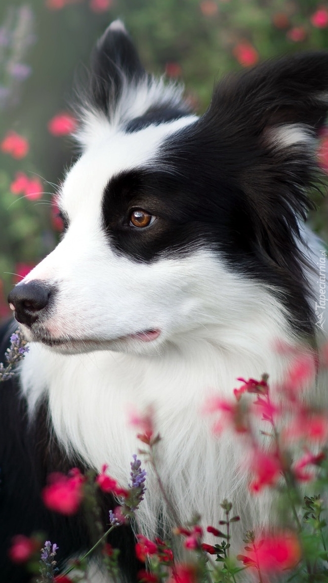 Border collie wśród kwiatów na łące