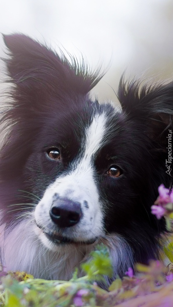 Border collie wśród kwiatów na łące