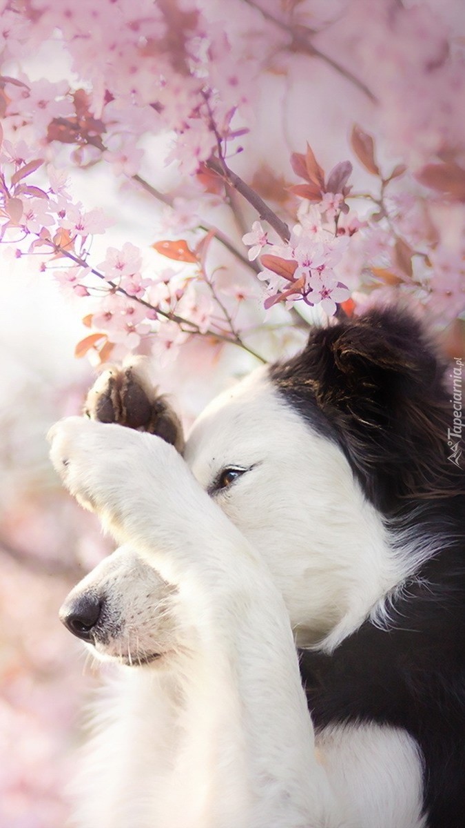 Border collie wśród kwiatów