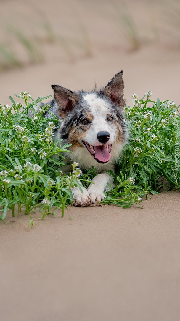 Border collie wśród roślin