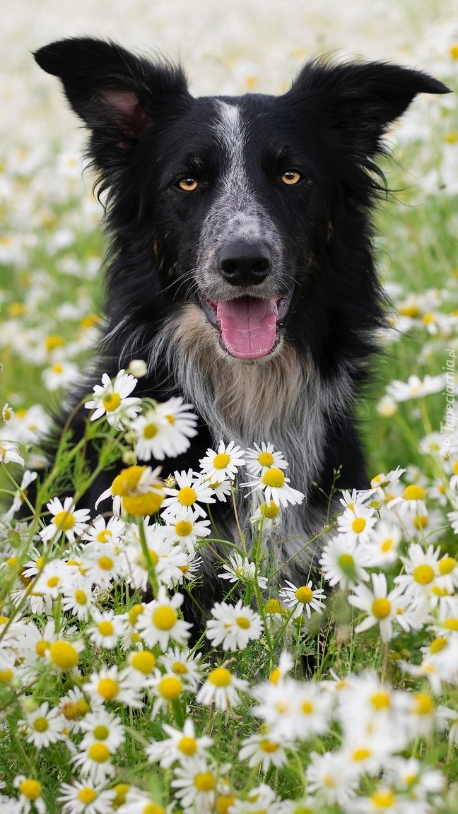 Border collie wśród rumianków