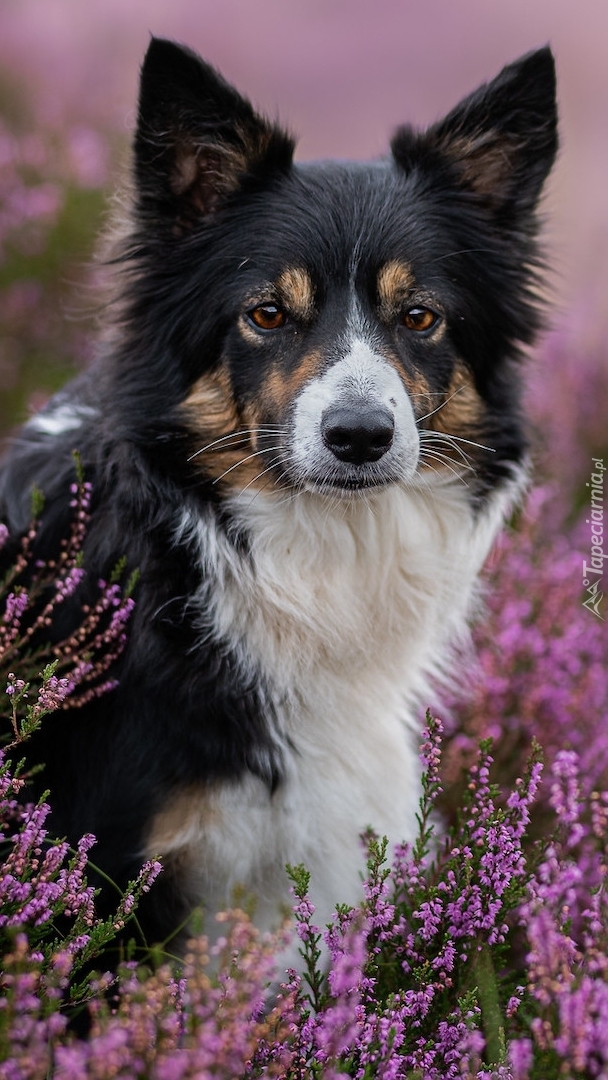 Border collie wśród wrzosów