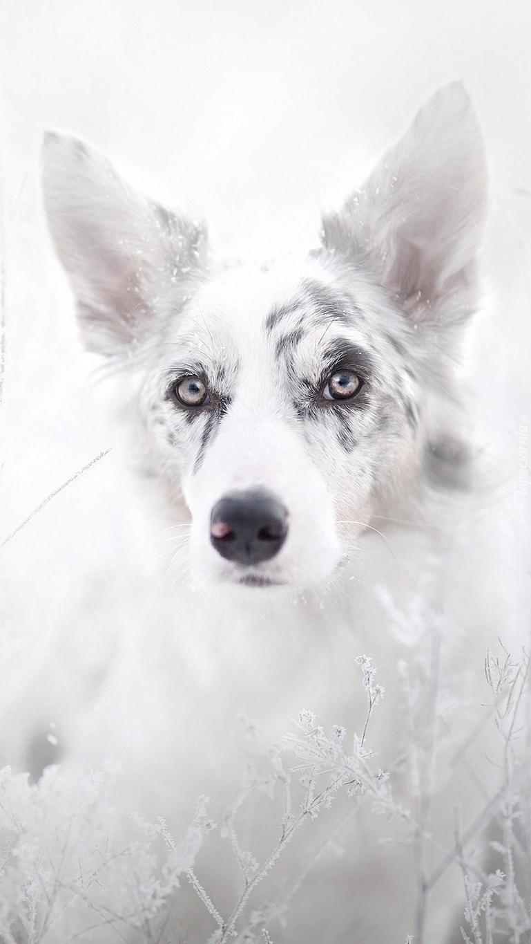 Border collie z bliska