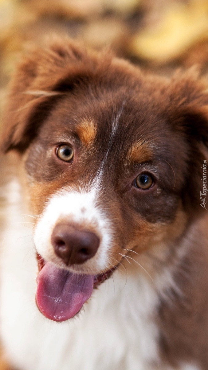 Border collie z bystrymi oczami