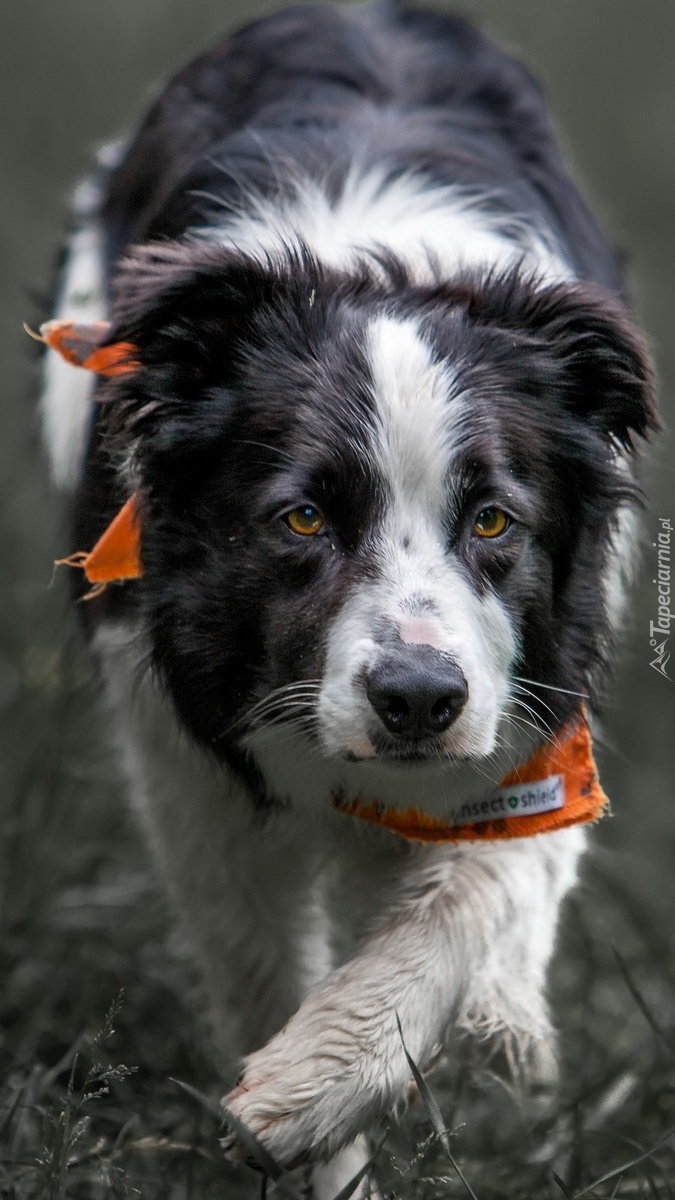 Border collie z chustką pod szyją