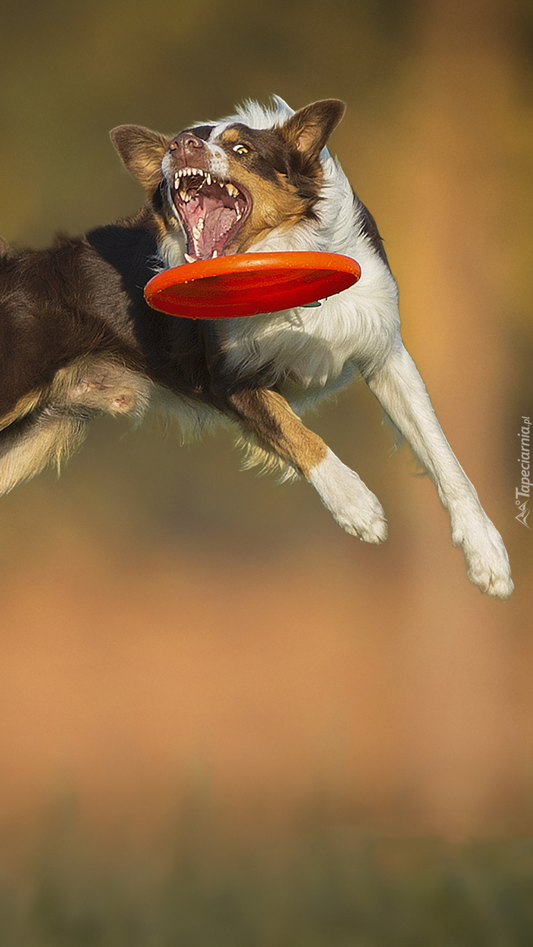 Border collie z dyskiem Frisbee