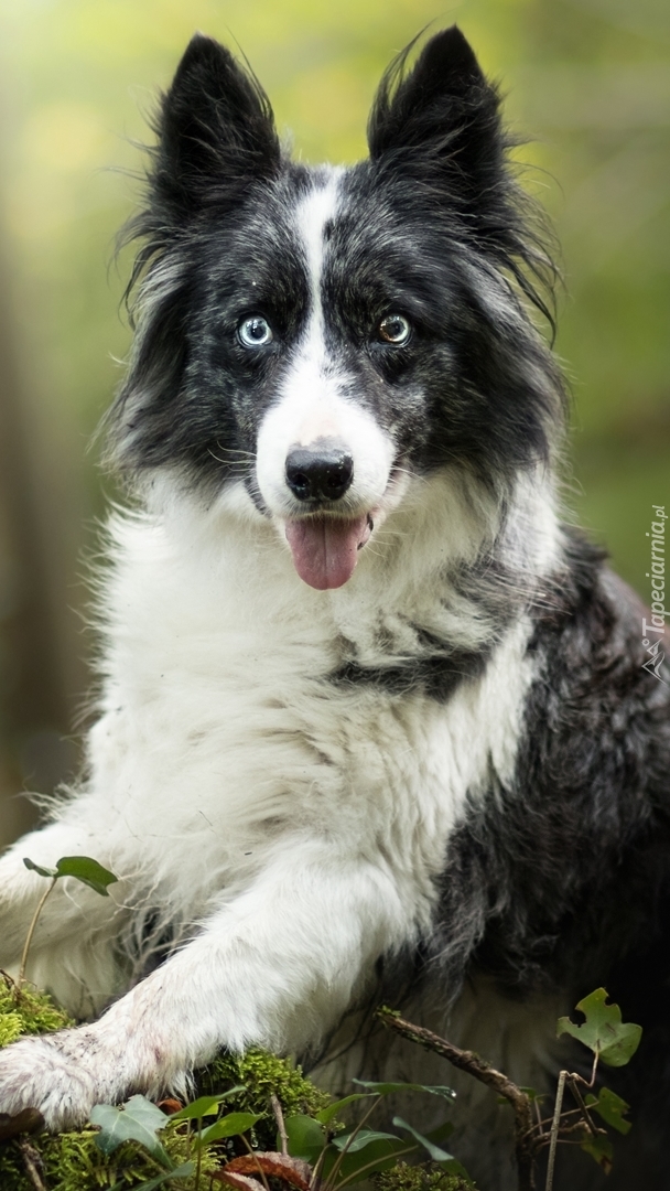 Border collie z dziwną miną