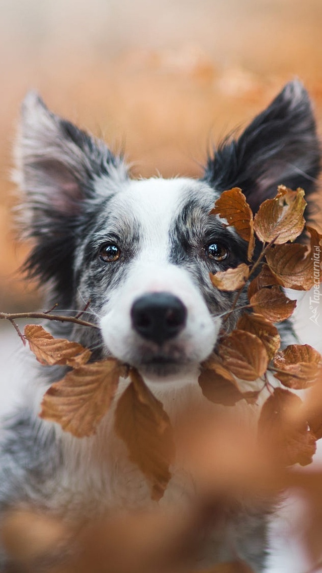 Border collie z gałązką w mordce