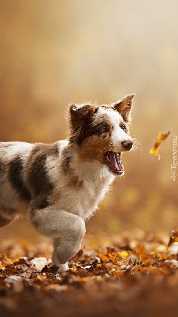 Border collie z jesiennymi liśćmi