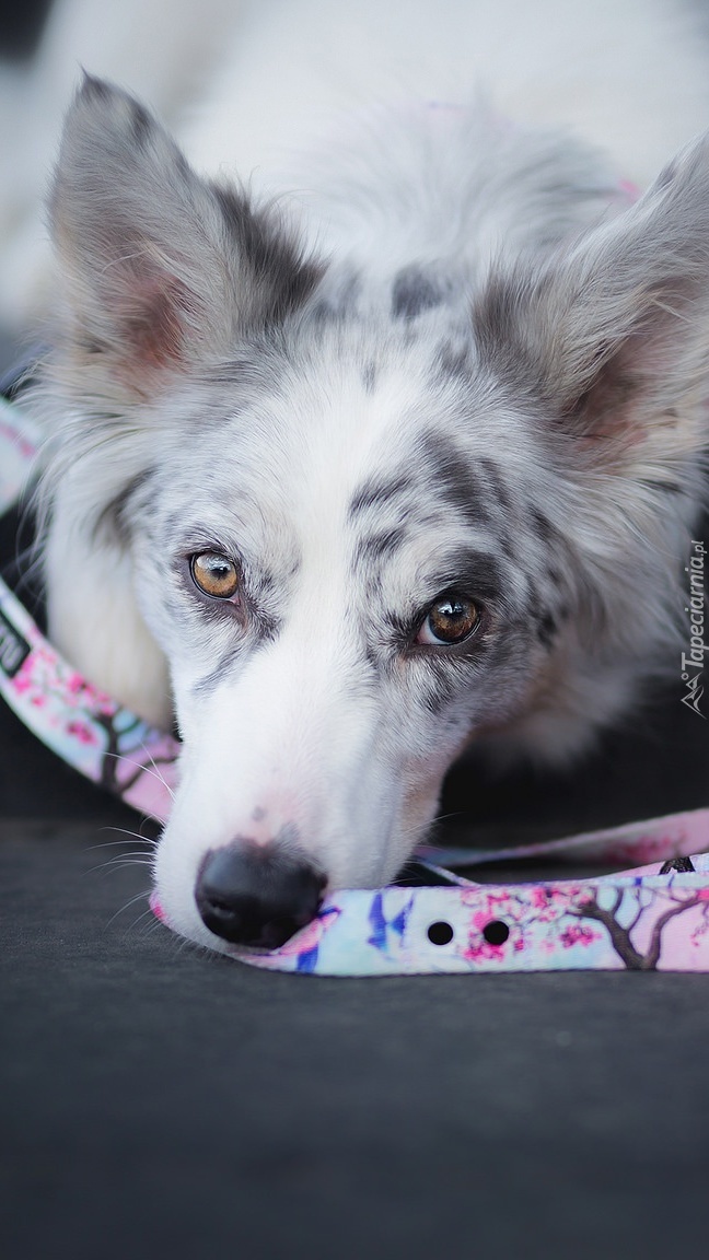 Border collie z kolorową smyczą