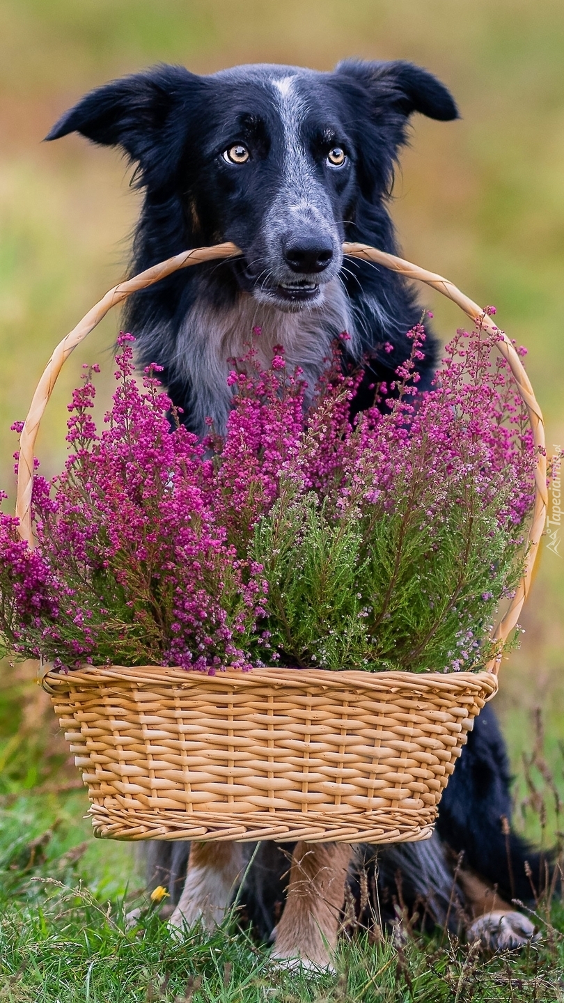 Border collie z koszykiem wrzosów