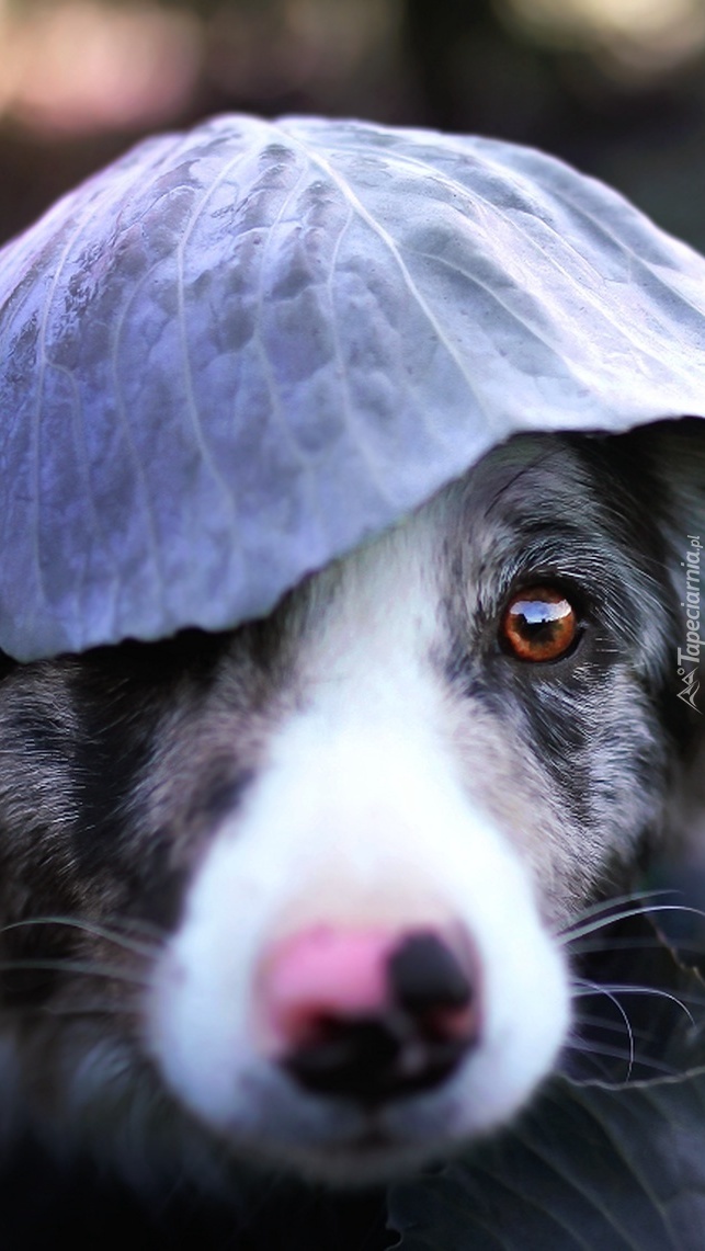 Border collie z liściem kapusty