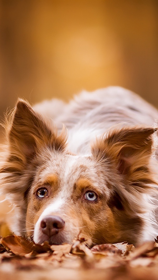 Border collie z marzeniami