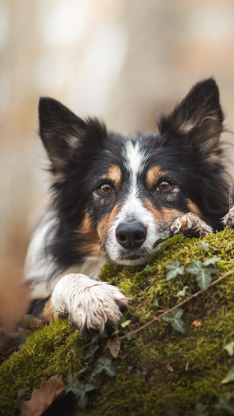 Border collie z mordką na omszałym kamieniu