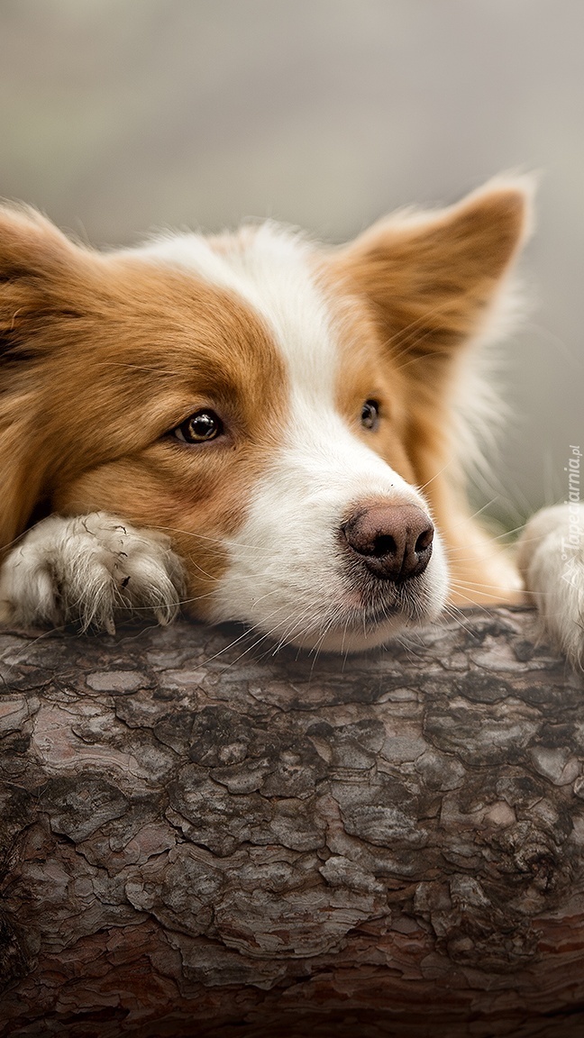 Border collie z mordką na pniu