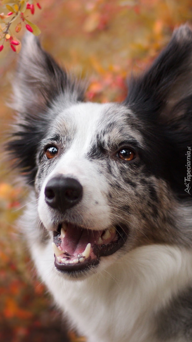 Border collie z otwartym pyszczkiem