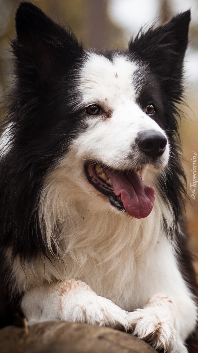 Border collie z otwartym pyszczkiem