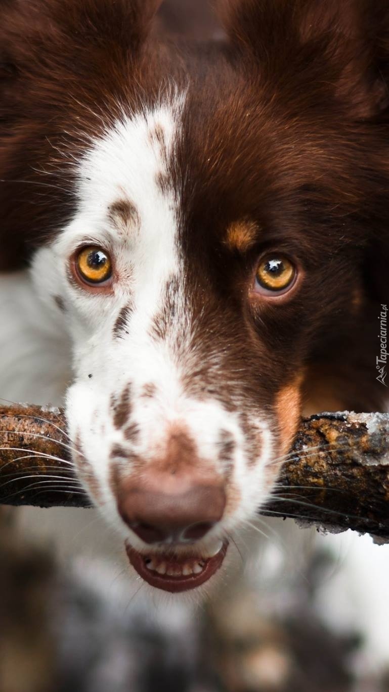 Border collie z patykiem