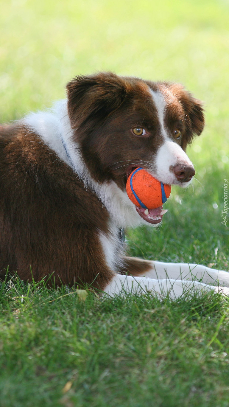 Border collie z piłeczką w mordce