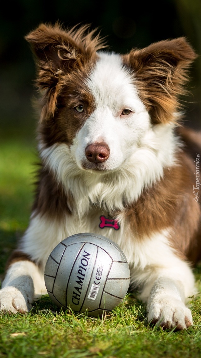 Border collie z piłką