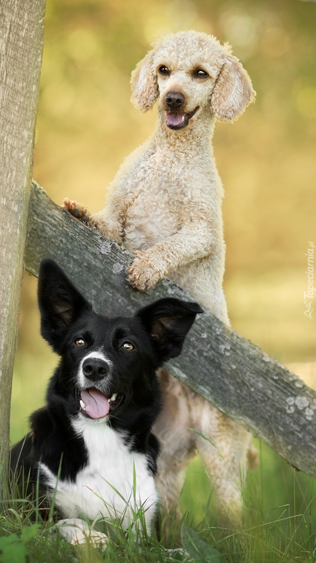 Border collie z pudlem przy płocie