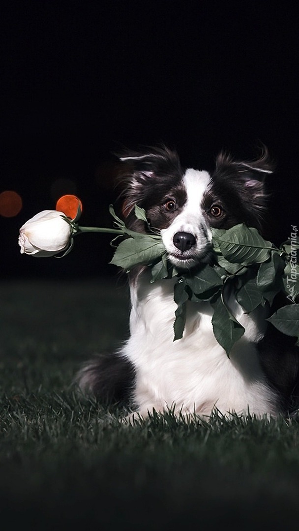 Border collie z różą w mordce