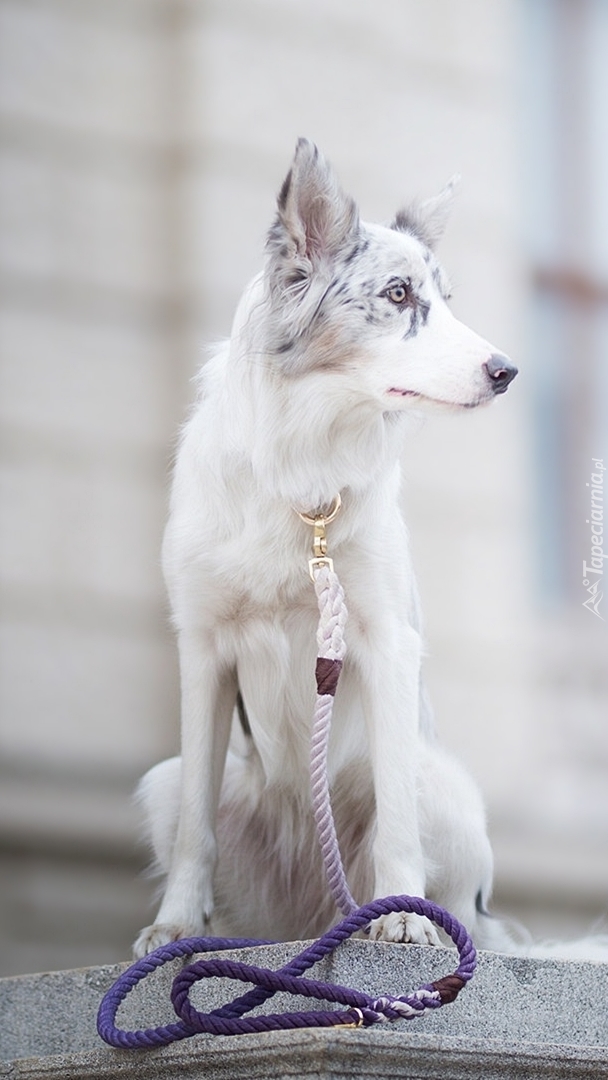 Border collie z smyczą na murku