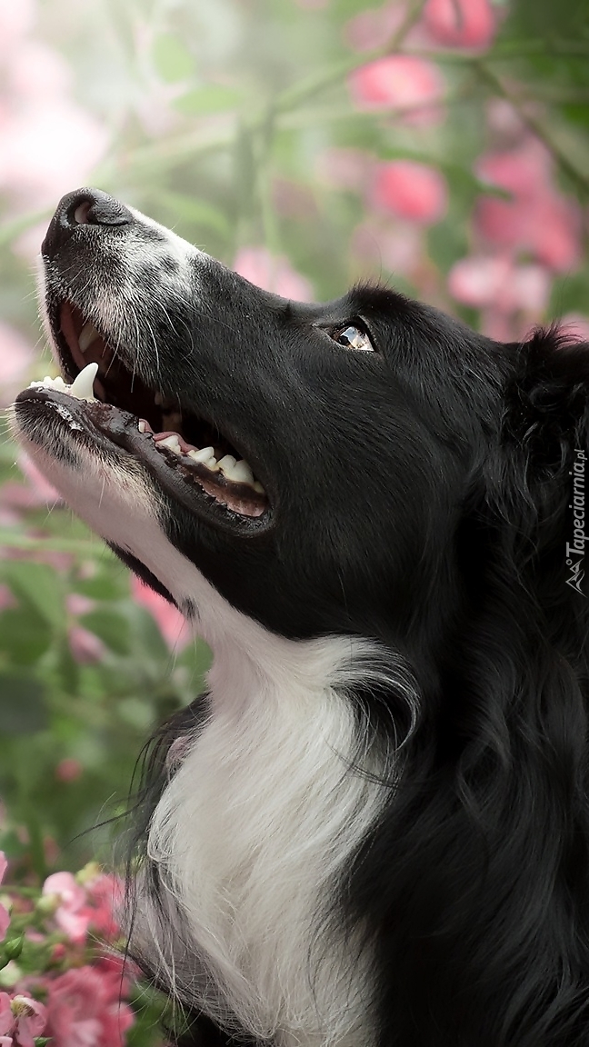 Border collie z uniesioną głową