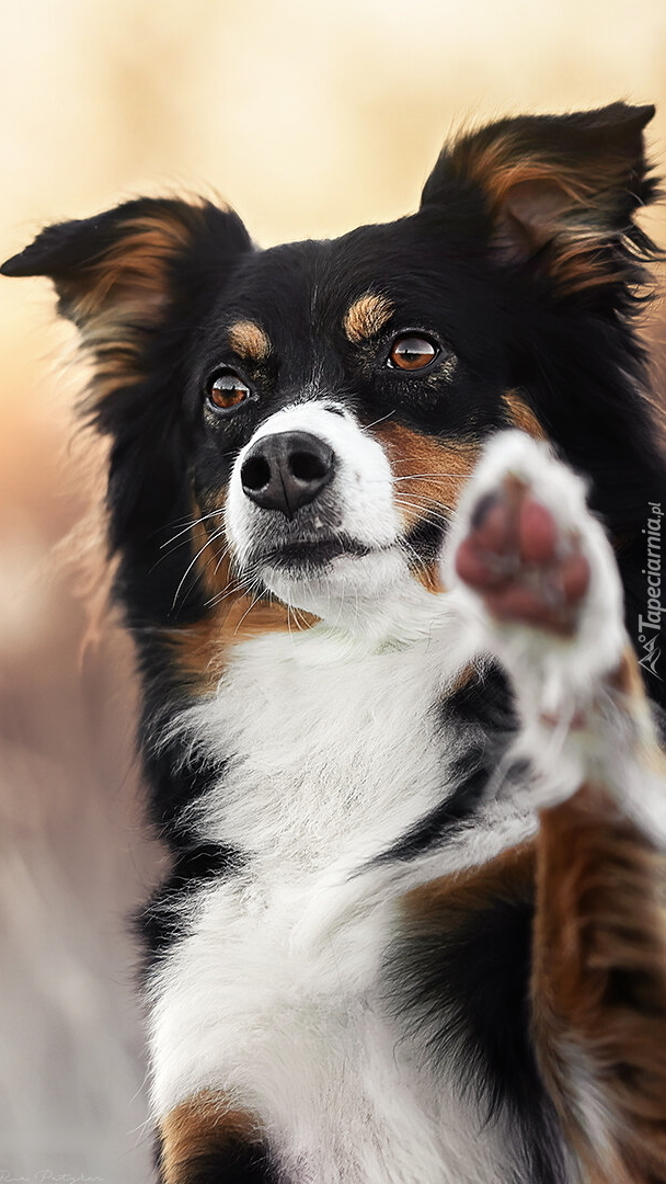 Border collie z uniesioną łapką