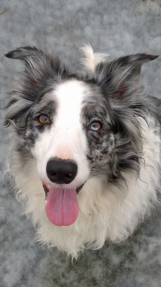 Border collie z wystającym językiem