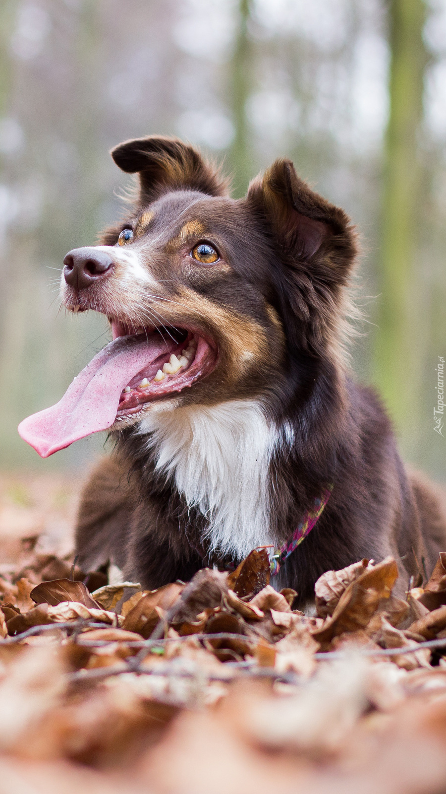 Border collie z wystawionym językiem