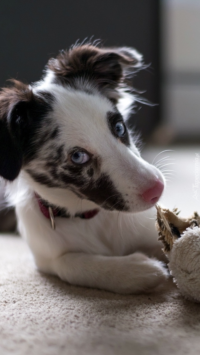 Border collie z zabawką