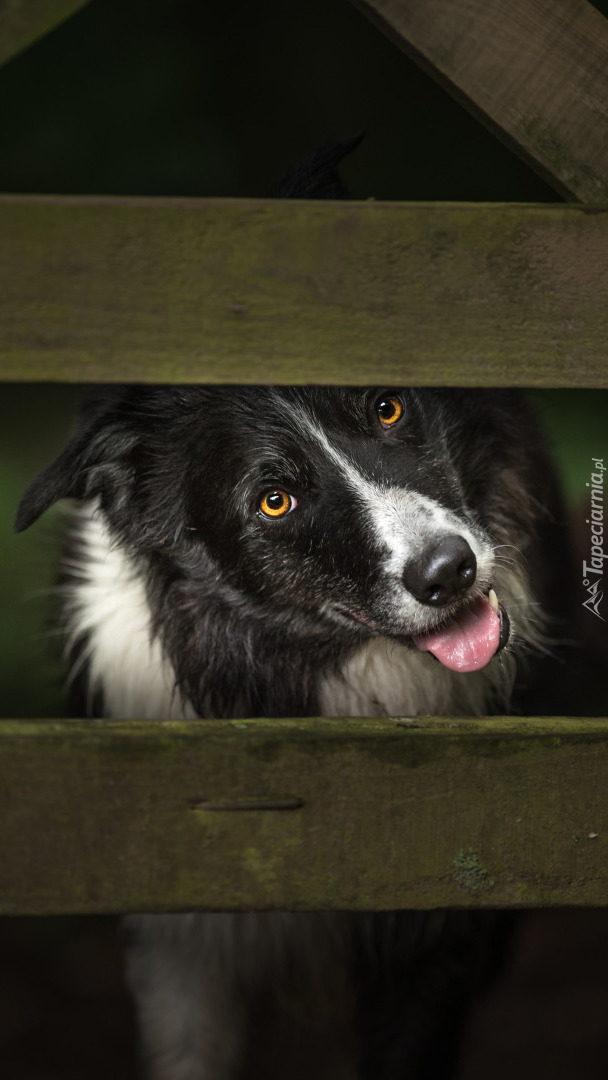 Border collie za ogrodzeniem