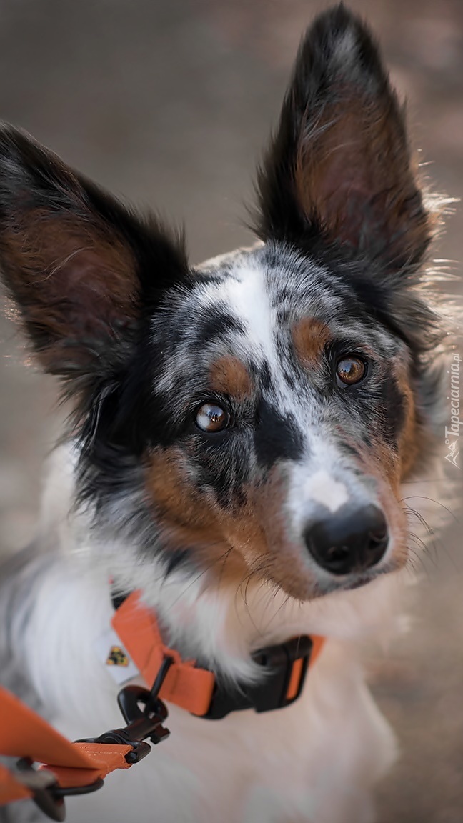 Border collie ze smyczą