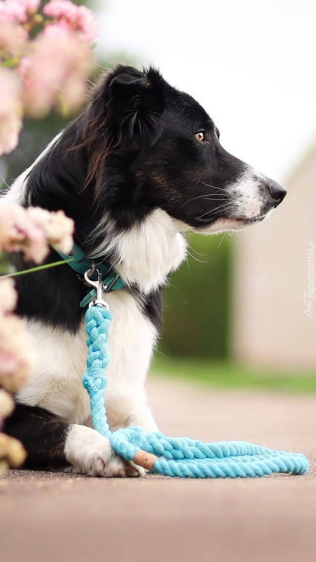 Border collie ze smycza na drodze