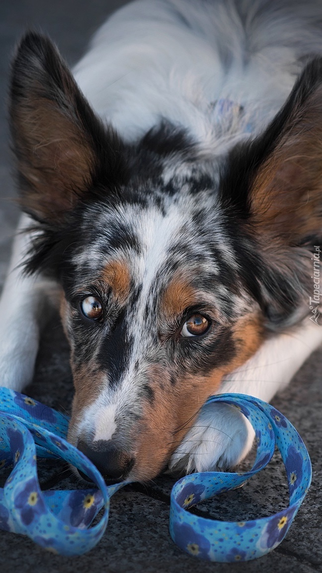 Border collie ze smyczą