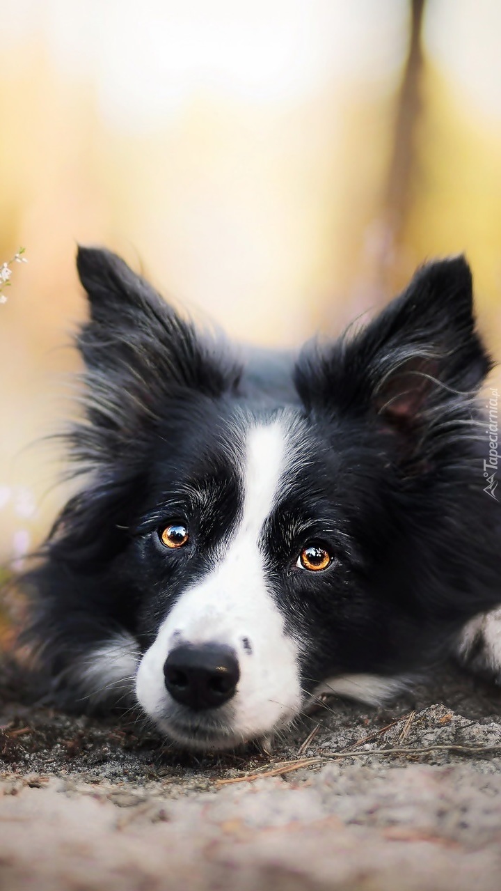 Border collie ze stojącymi uszami i pięknymi oczami