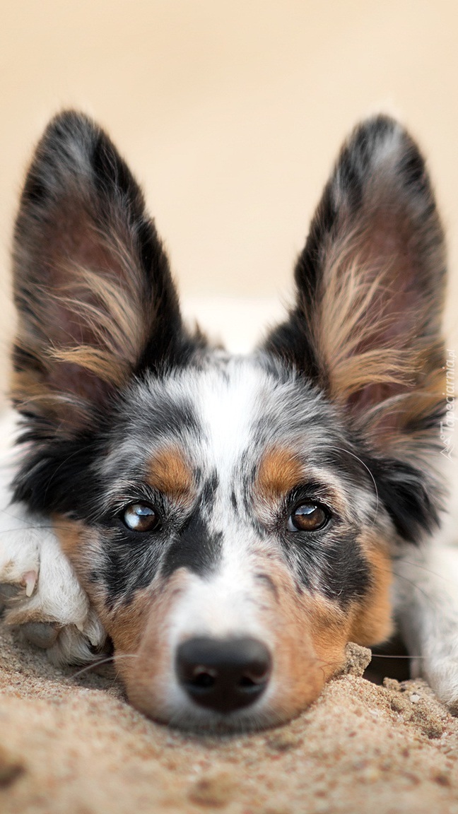 Border collie ze stojącymi uszami