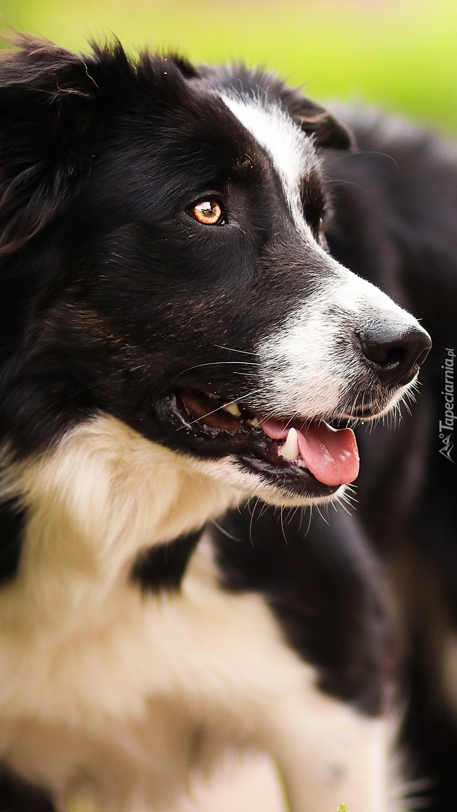 Border collie