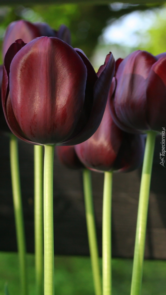 Bordowe tulipany
