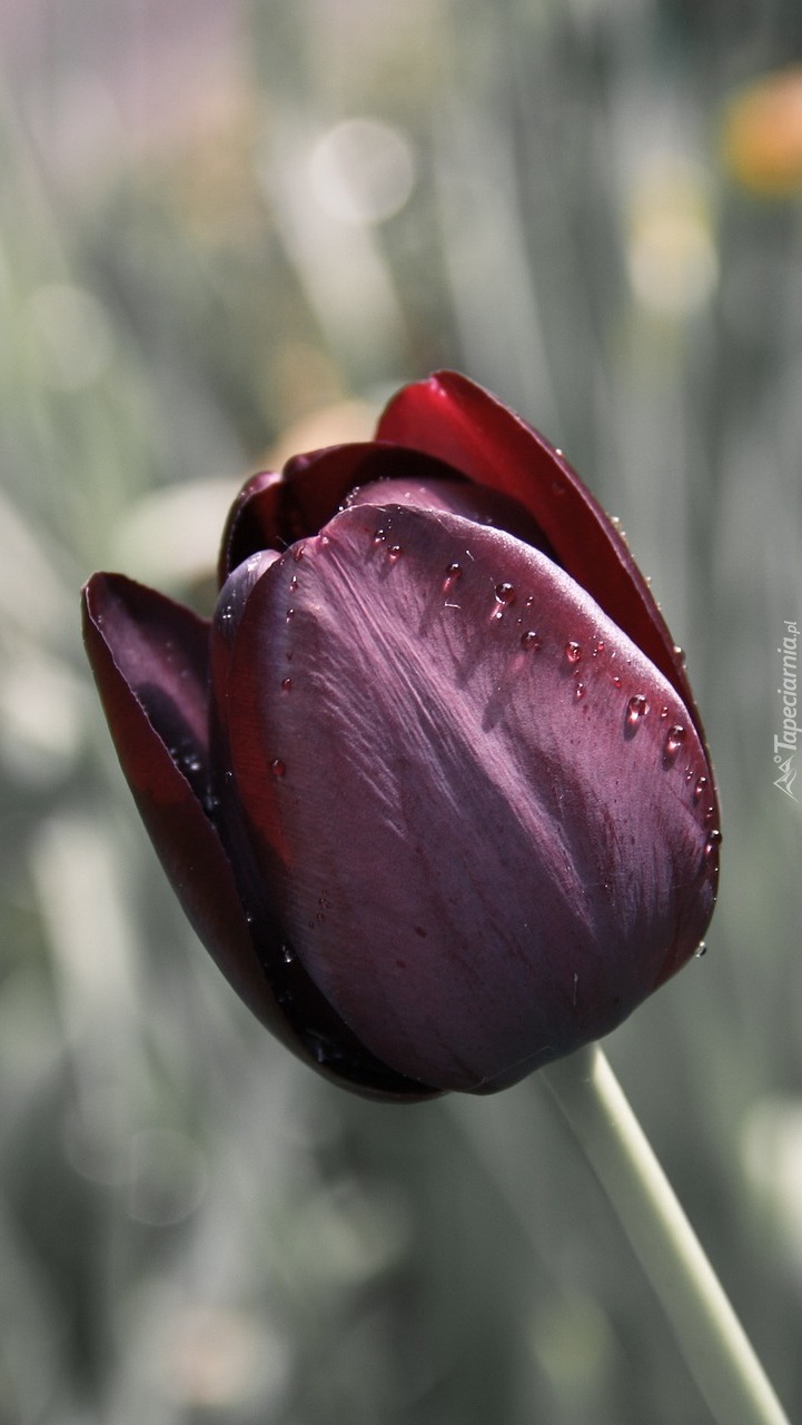 Bordowy tulipan z kropelkami