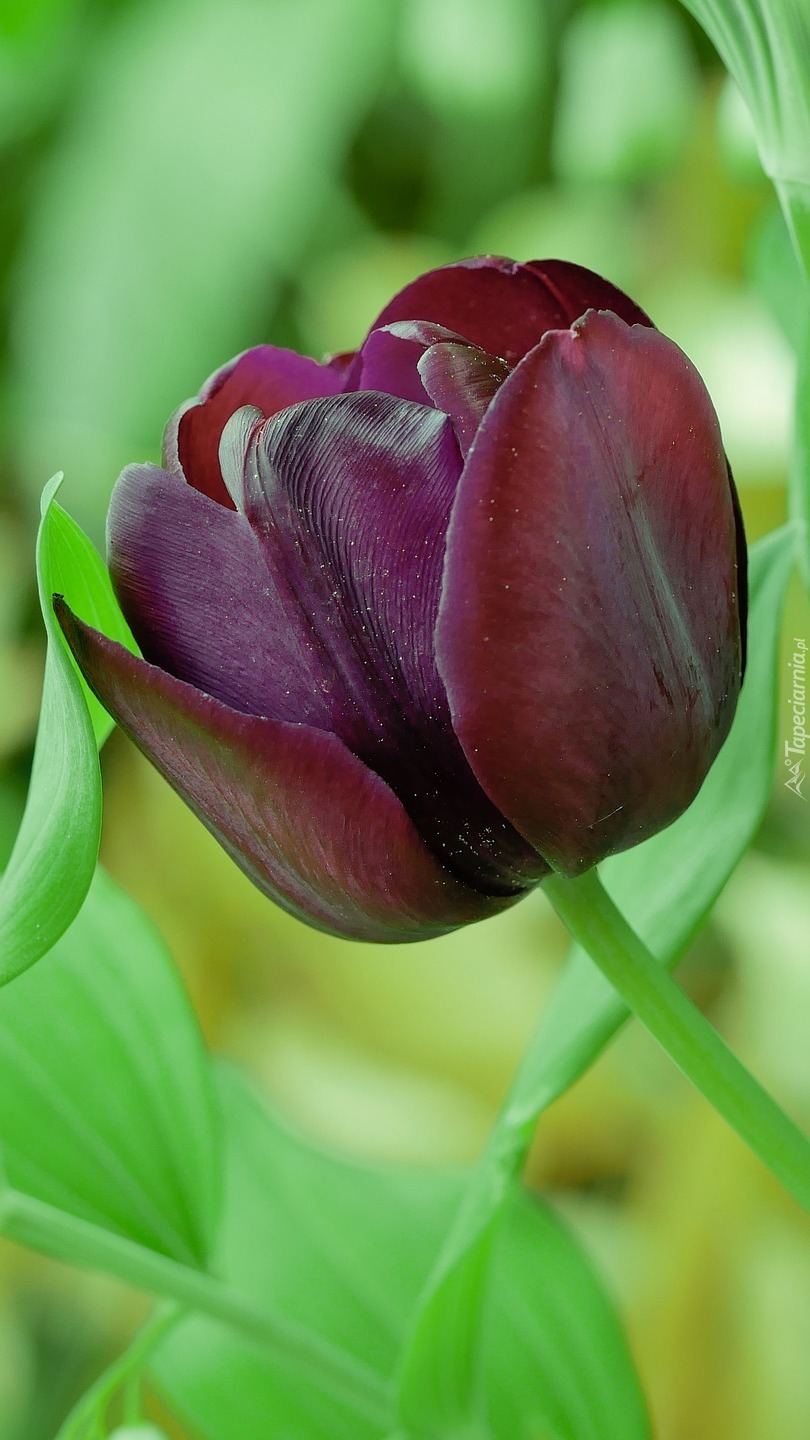 Bordowy tulipan