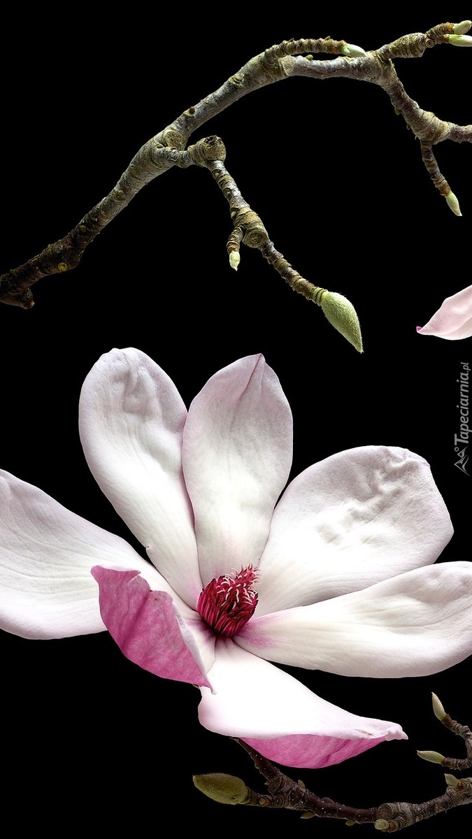 Boska magnolia