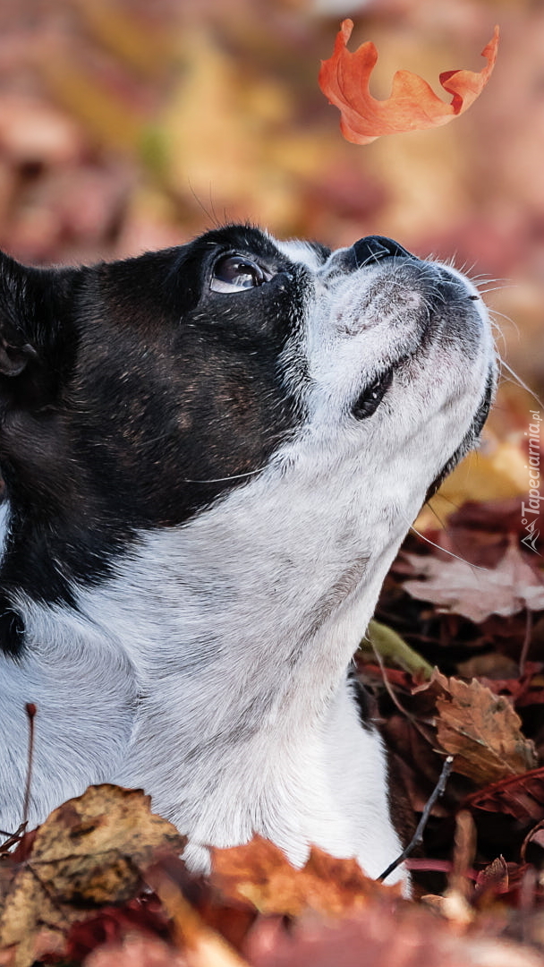 Boston terrier