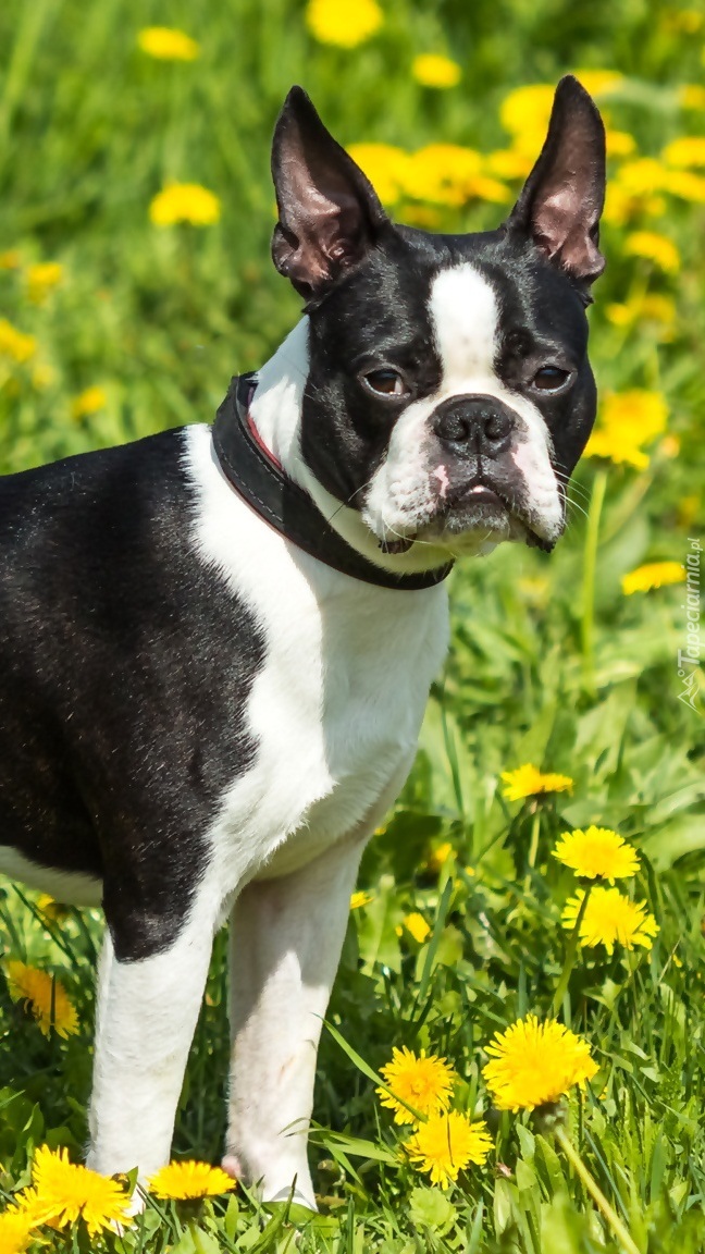 Boston terrier na łące