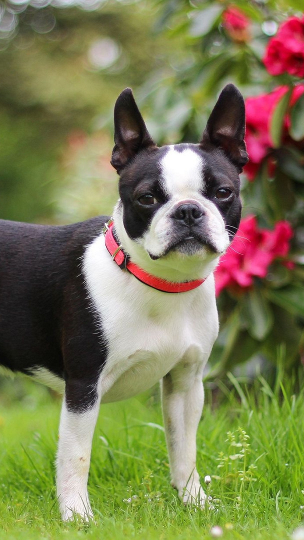 Boston terrier stojący obok krzewu rododendronu
