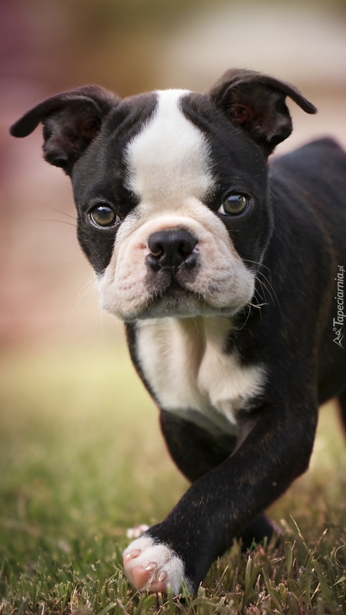 Boston terrier