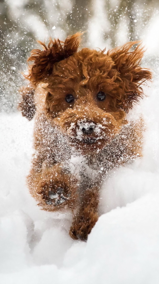 Brązowa psinka w śniegu